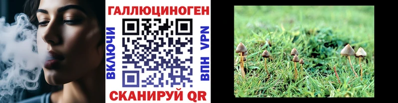 цена   Гдов  Псилоцибиновые грибы прущие грибы 
